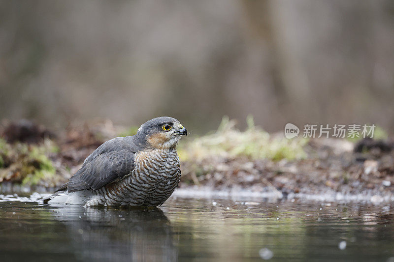 雀鹰(学名:Accipiter nisus